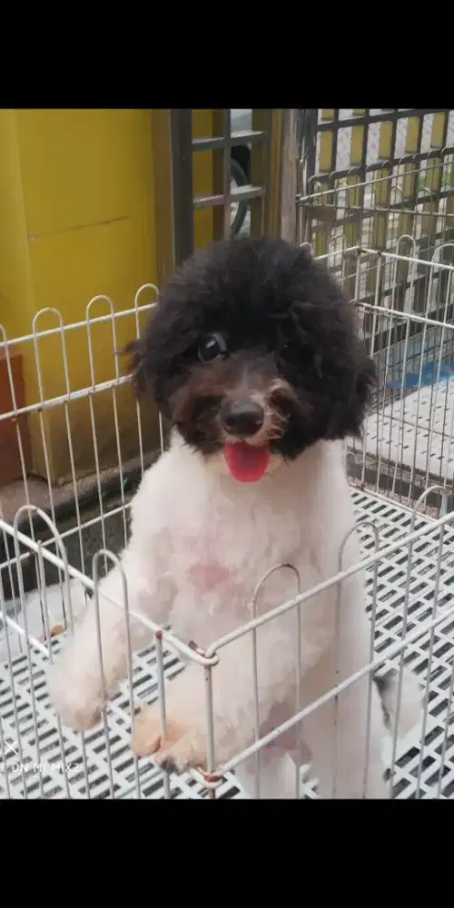 Pejantan Party Poodle