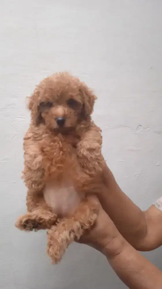 Red Toy Poedel BETINA . Jantan. Stambum