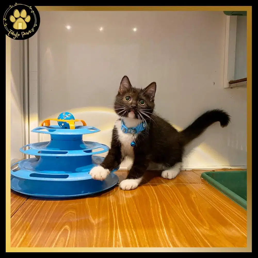 BRITISH SHORTHAIR MUNCHKIN NON STANDAR JANTAN