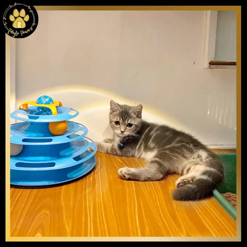 BRITISH SHORTHAIR MUNCHKIN NON STANDAR JANTAN