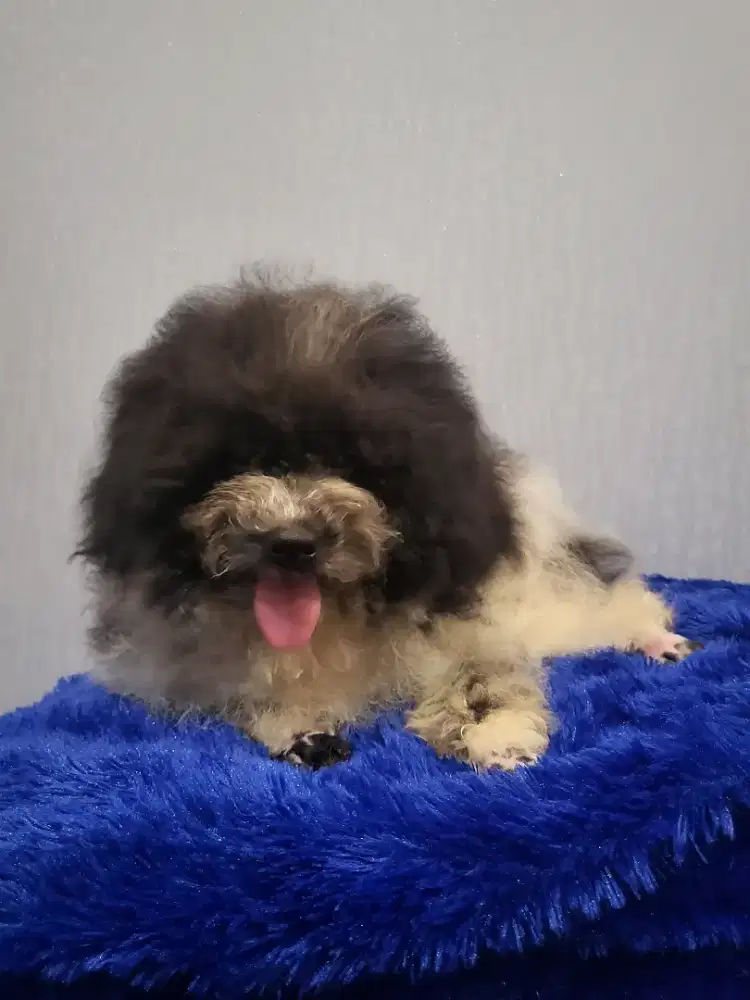 Super kribo toy poodle stambun