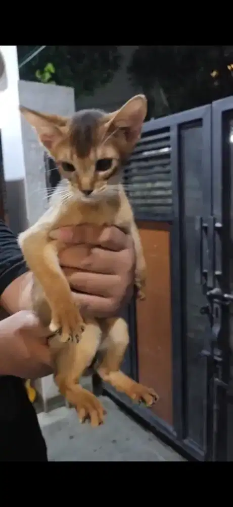 Kitten abbysinian