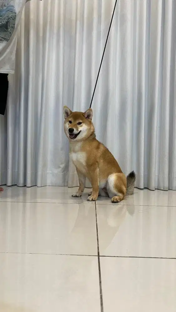 Dijual Anakan Anjing Shiba Inu Import & Champion Bloodline