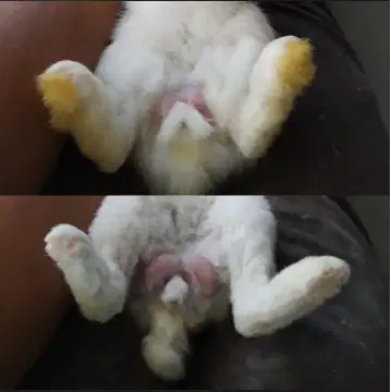 Grooming/Mandi khusus Kelinci panggilan Wilayah Kota Tangerang Selatan