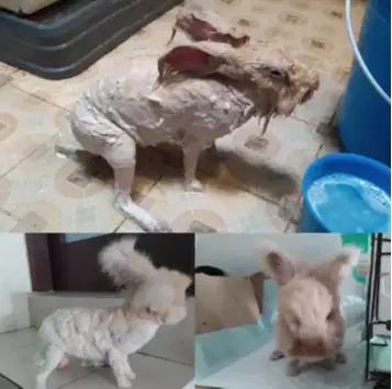 Grooming/Mandi khusus Kelinci panggilan Wilayah Jakarta Selatan
