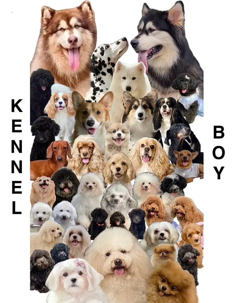 Lowongan kerja penjaga anjing/Kennel Boy area Malang