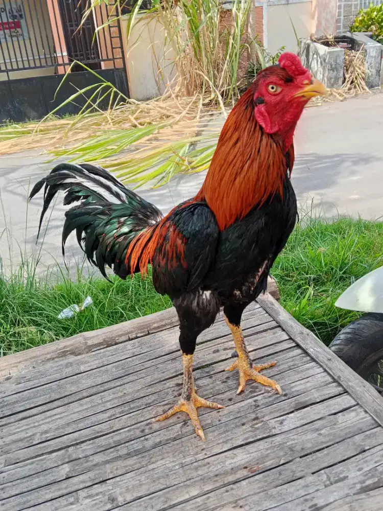 Ayam Bangkok 2D (makhoy x pakhoy)RJF