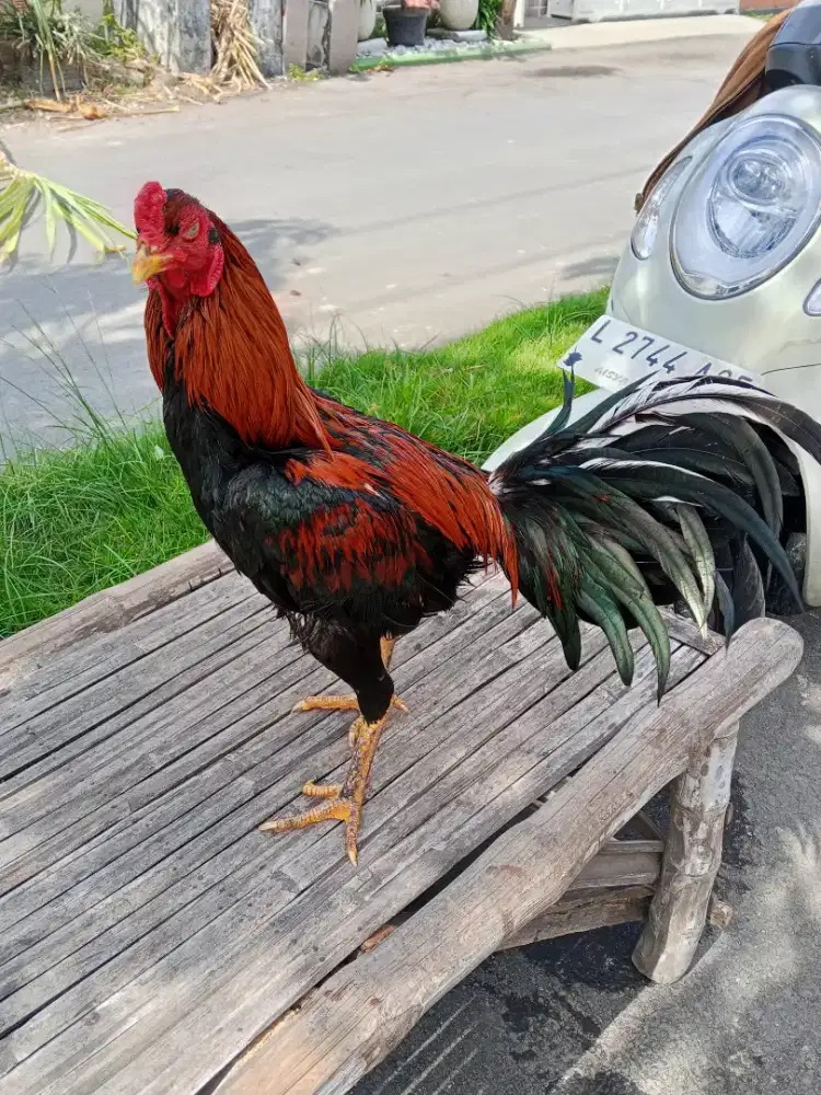 Ayam Bangkok 2D (khoytrad x pakhoy)RJF