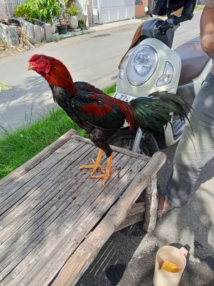 Ayam Bangkok 3D (khoytrad x shamo x pakhoy)RJF