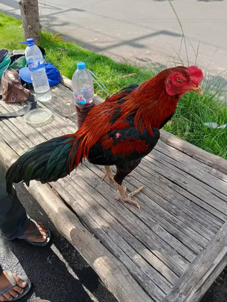 Ayam Bangkok 2D (PLUCKER USA x Pakhoy)RJF