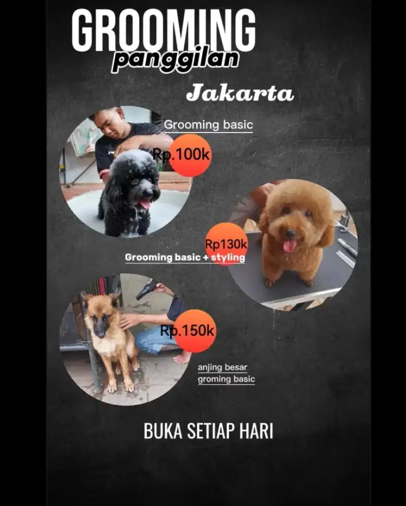 Grooming panggilan grooming anjing datang kerumah