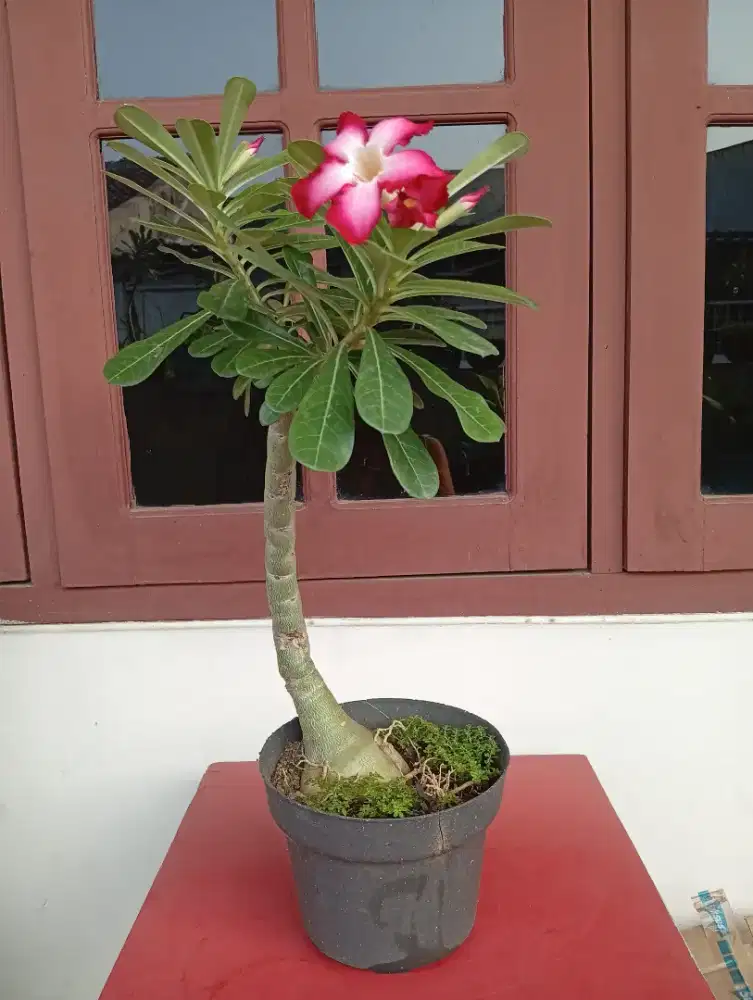 Tanaman Kamboja bunga merah dalam putih