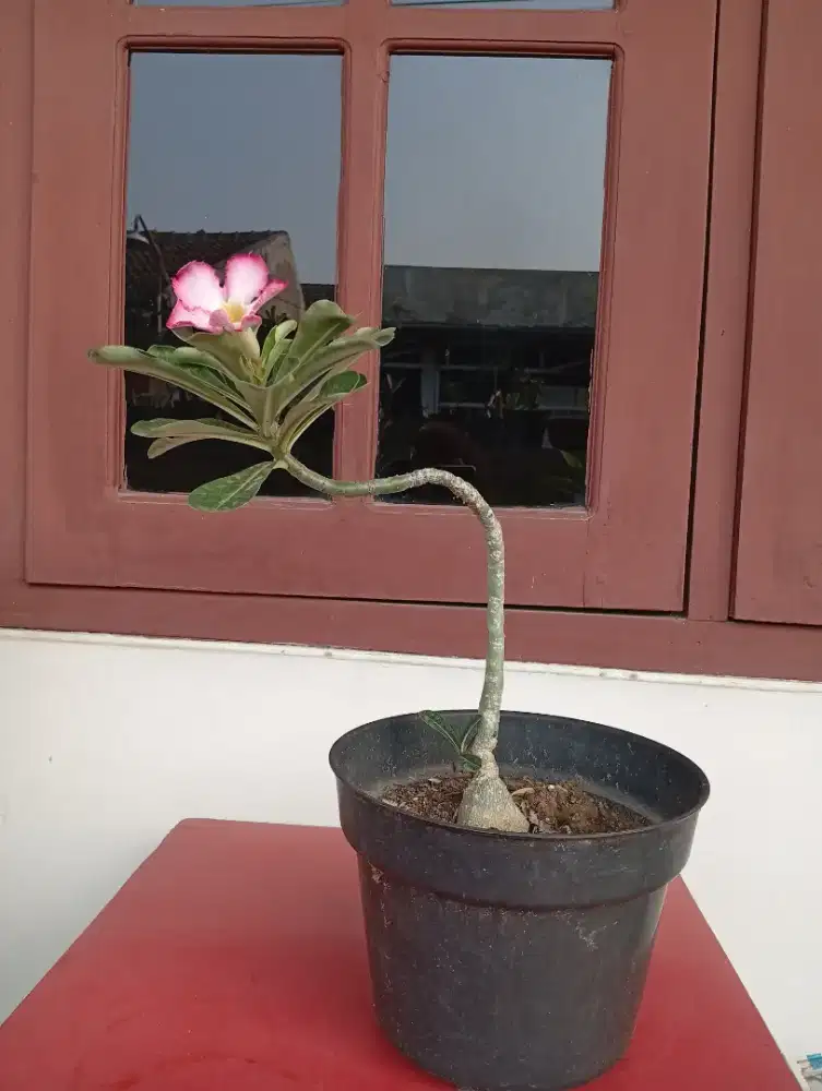 Tanaman Kamboja bunga pink