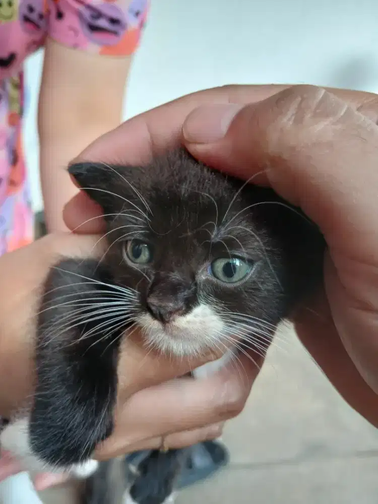 Kucing Anggora (indukan anggora x persia)