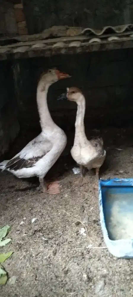 Sepasang soang/angsa