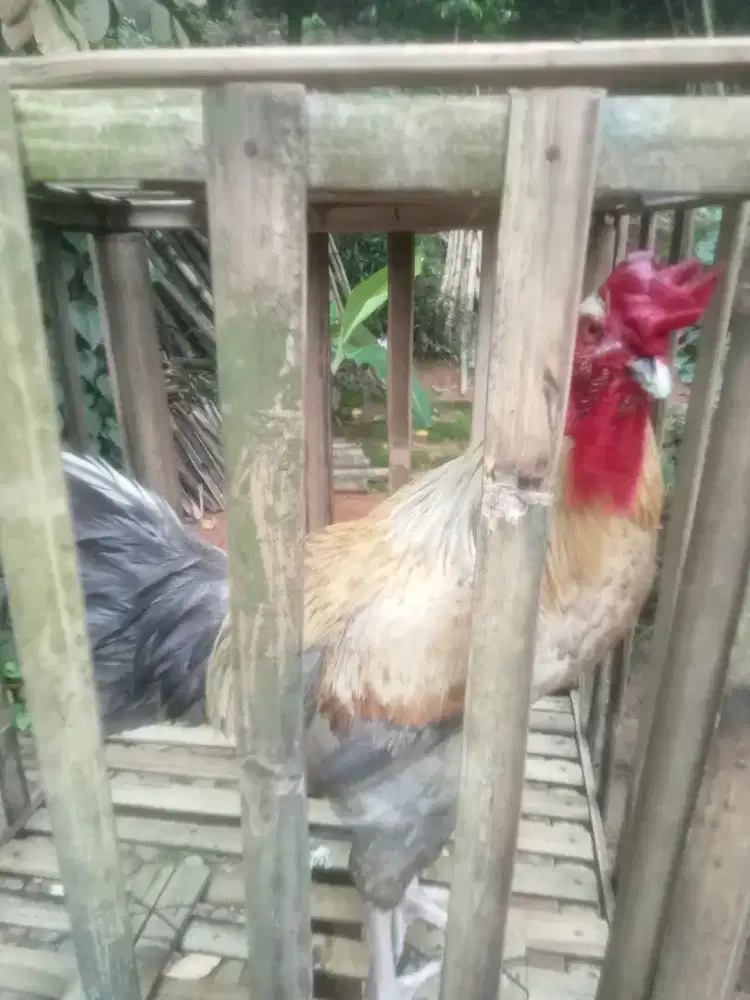 Ayam badan besar warna abu