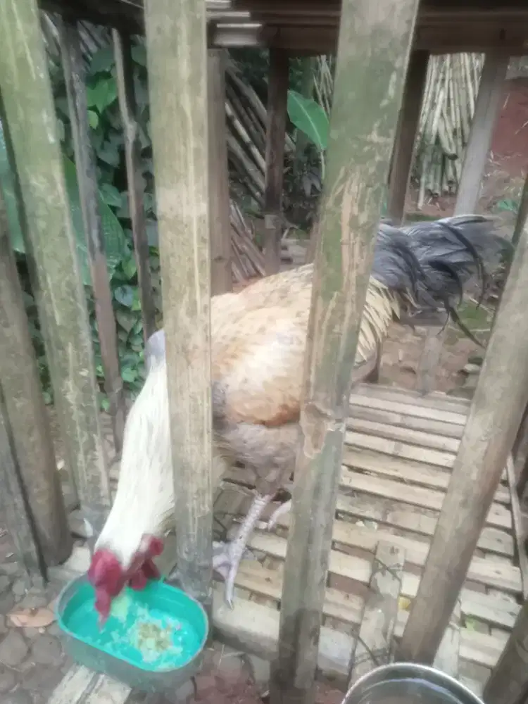 Ayam warna kuning abu