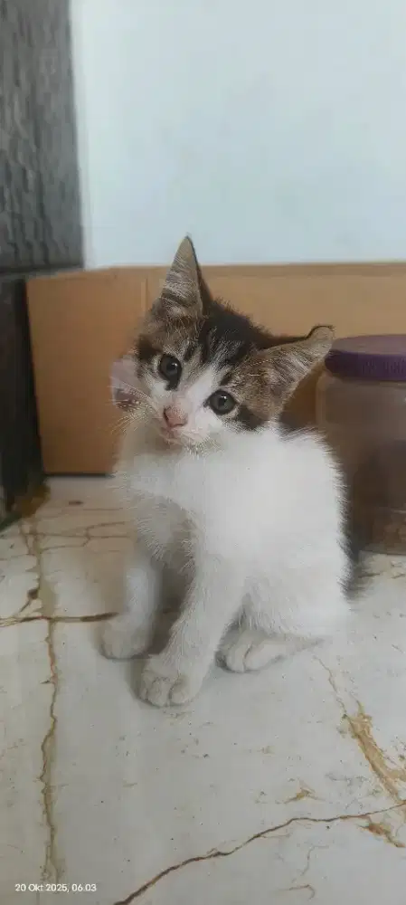 Jual anakan kucing turunan persia medium