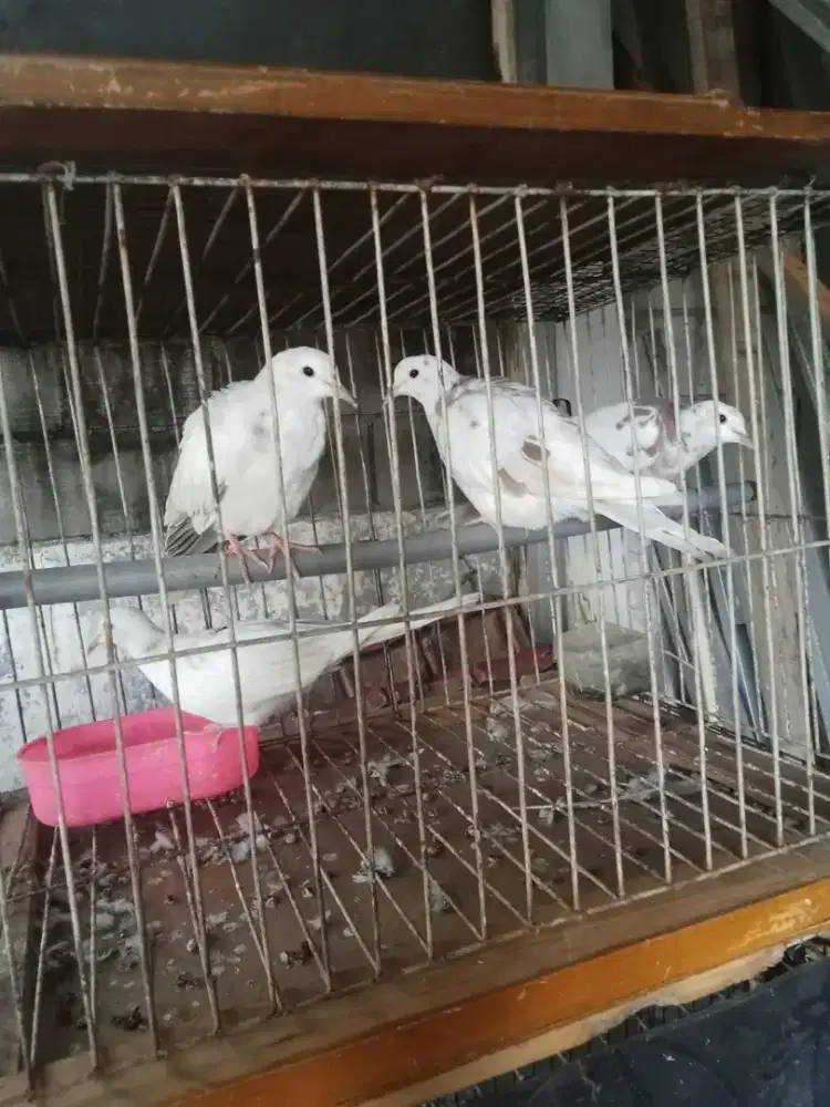 Burung puter cibinong