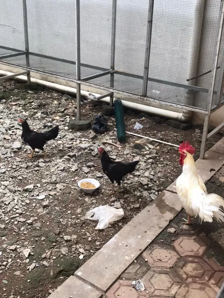 Ayam Kampung 3 ekor