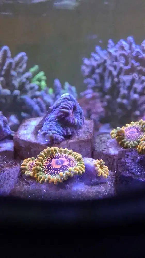 GRANMASTER Krakatoa ( GMK Zoa)