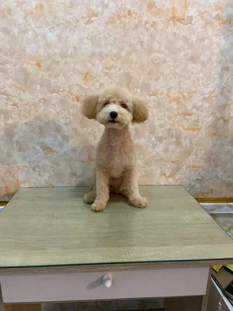 JSS Pet grooming  salon