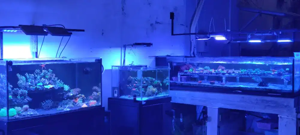 Setting dan Maintenance Aquarium Air Laut ( Reeftank)