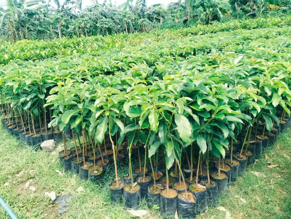 Bibit alpukat miki | cipedak