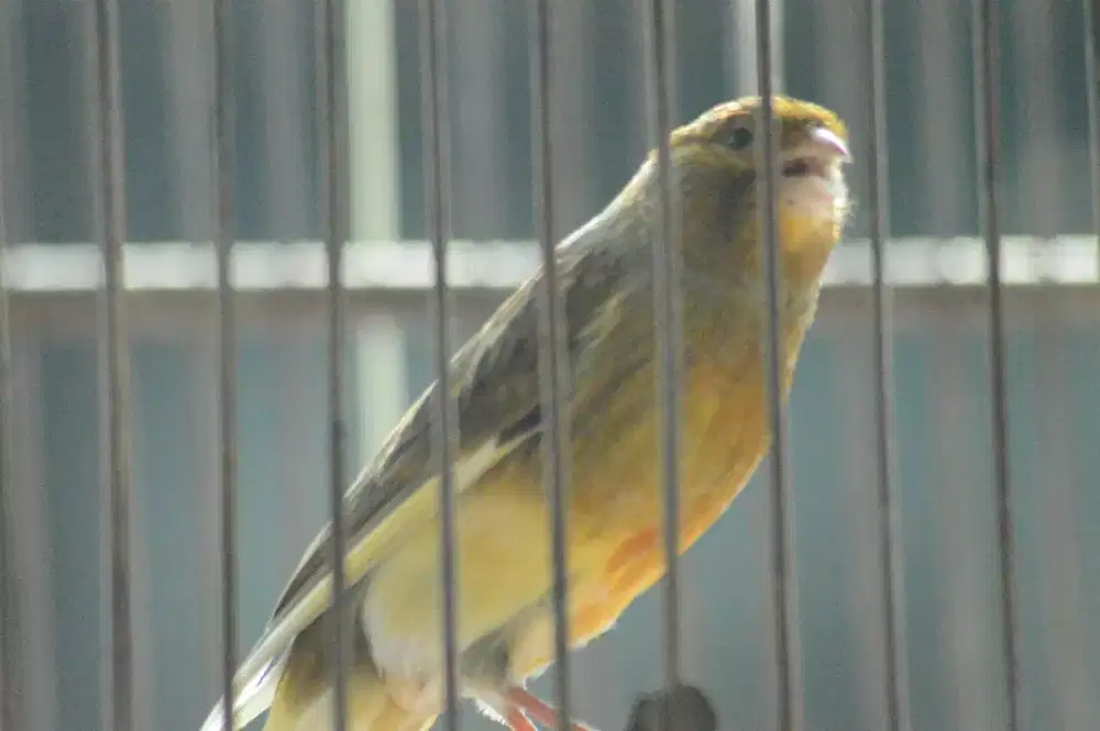 Kenari AFS Rajin Jantan Mudah