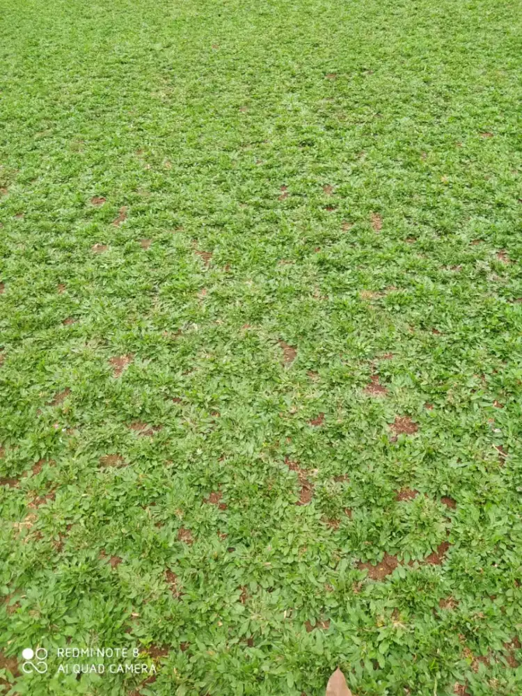 Rumput gajah. Siap tanam