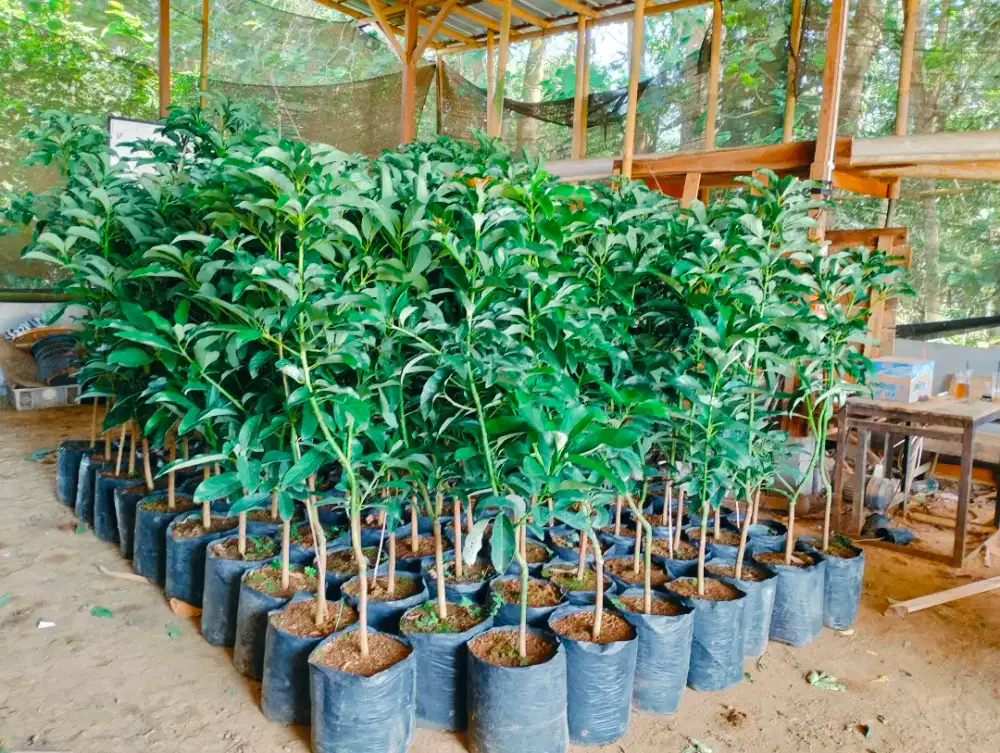 Bibit alpukat miki polybag 40