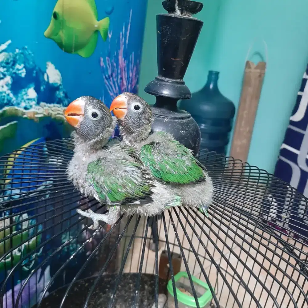 Lolohan Anakan Burung Lovebird