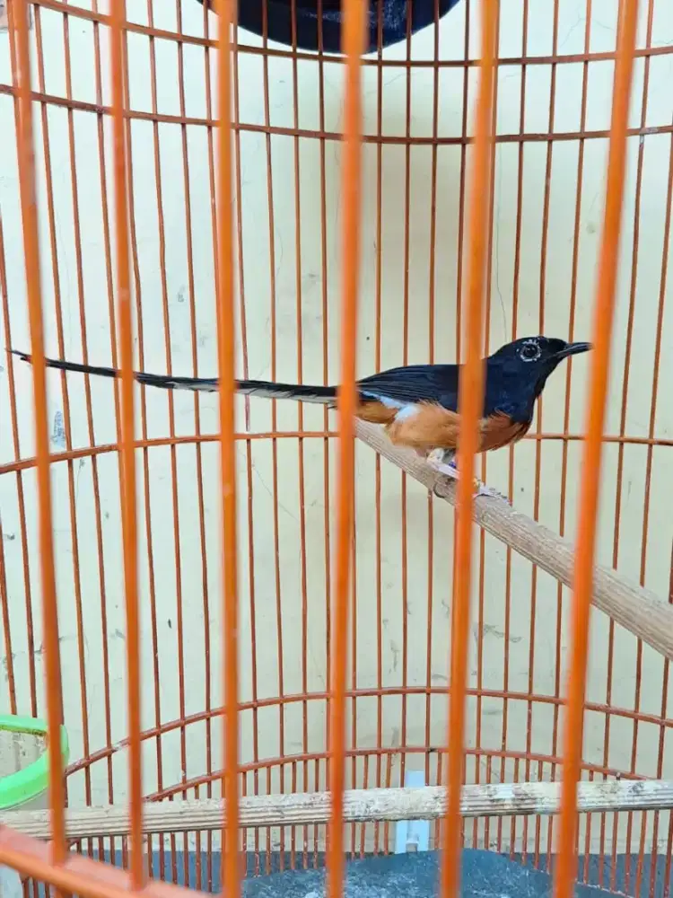 Murai batu prestasi trah warna