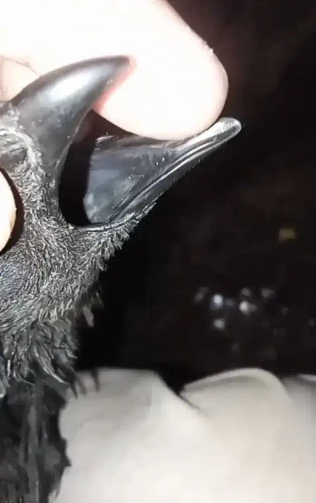 Cemani betina walik lidah hitam dedara