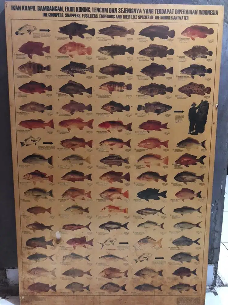 Poster jenis ikan air laut dan tawar