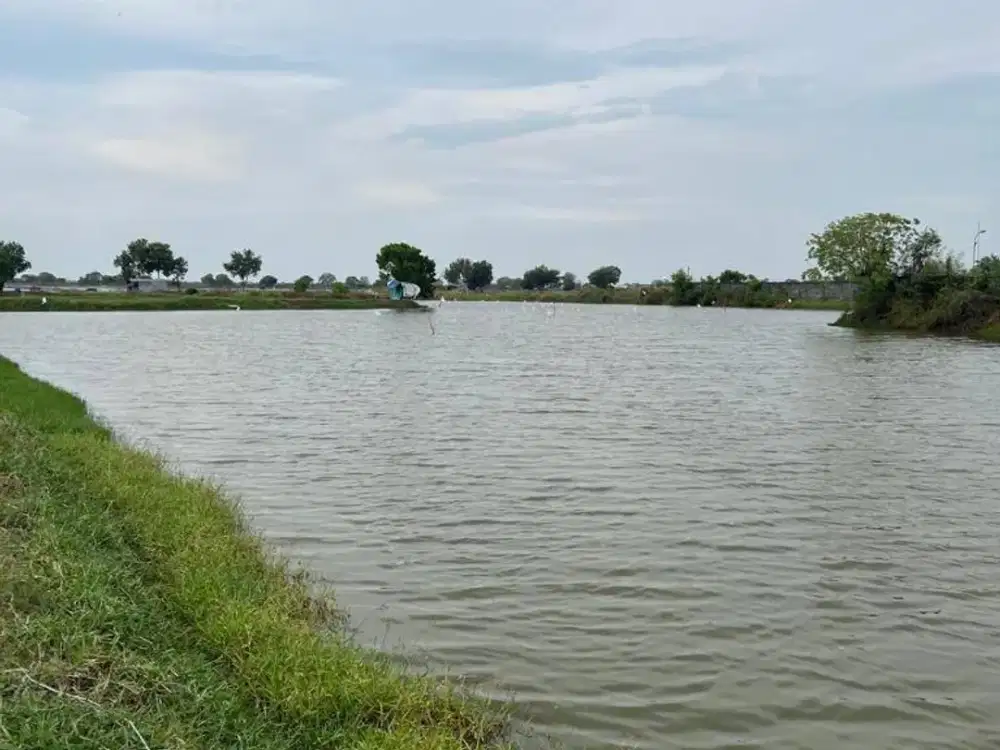 Tanah tambak di Duduk Sampeyan Gresik