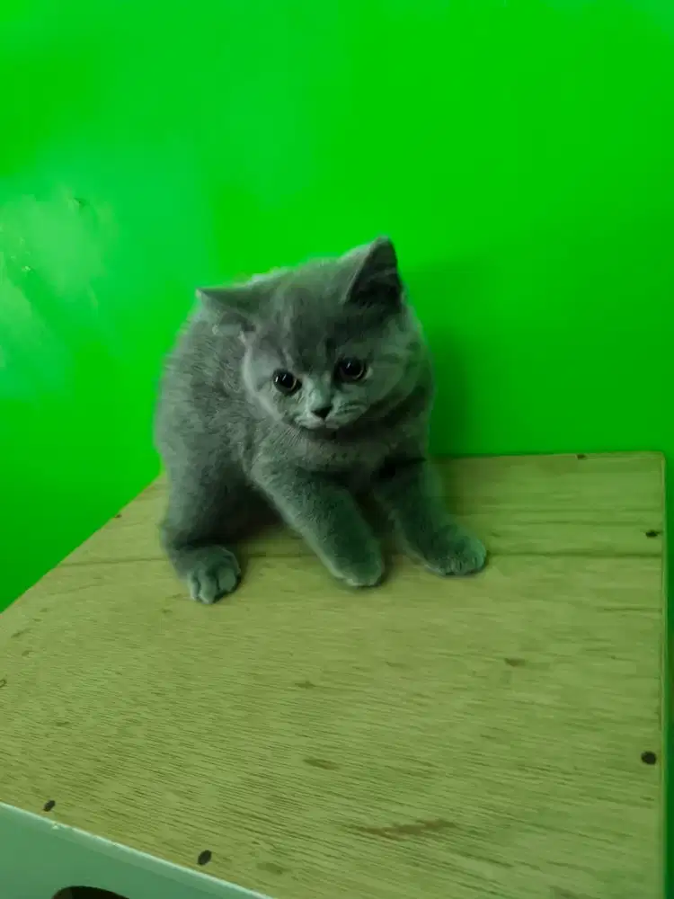 Kucing BSH blue solid