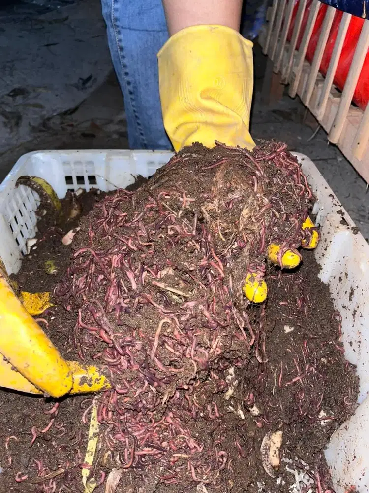 Cacing merah super (Lumbricus rubellus