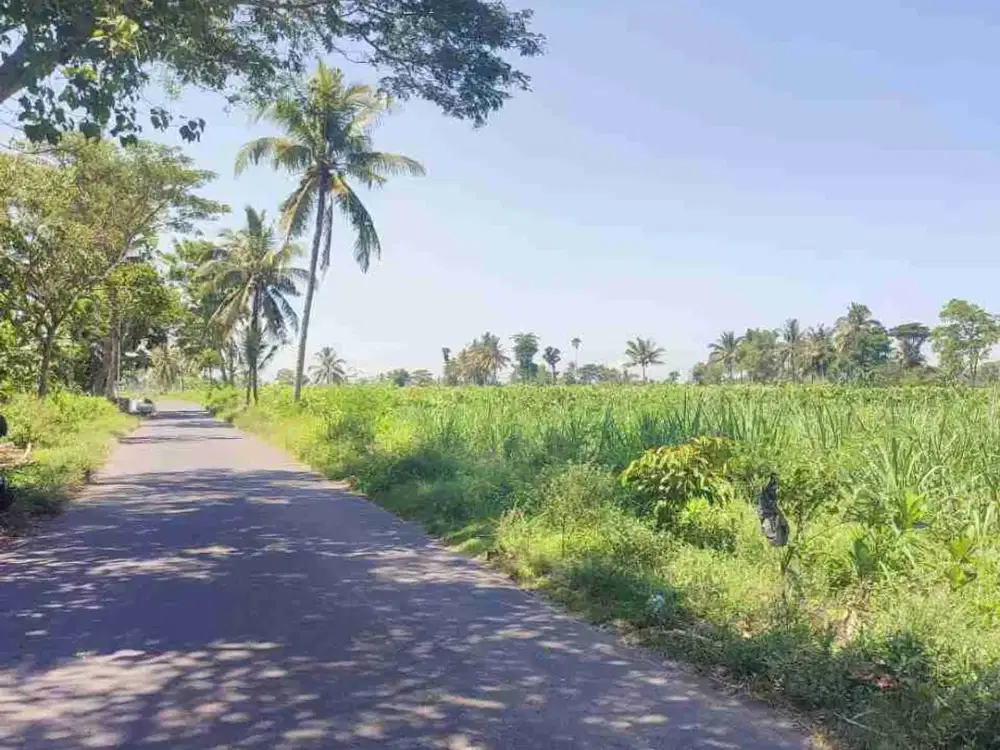 Tanah dijual di Tangsil Kulon Bondowoso