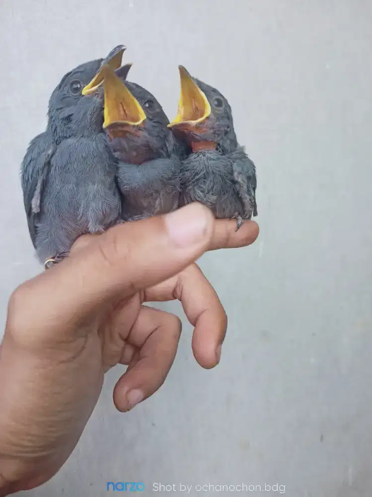 Anak Sri abu lolohan