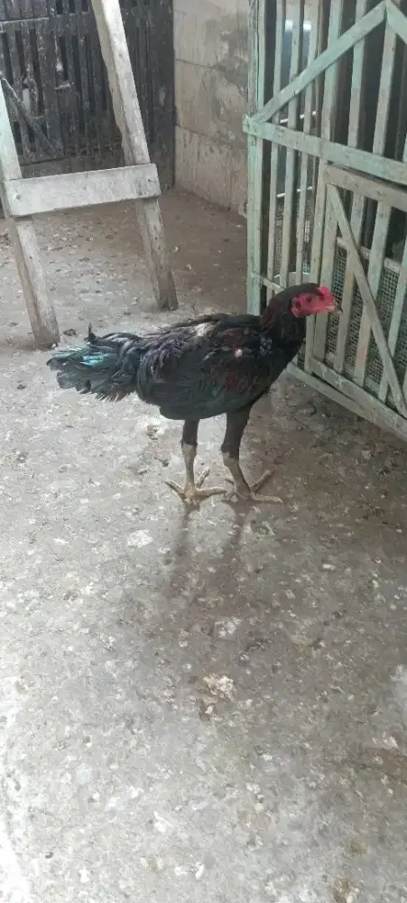 Bk brakot umur 3 bulan