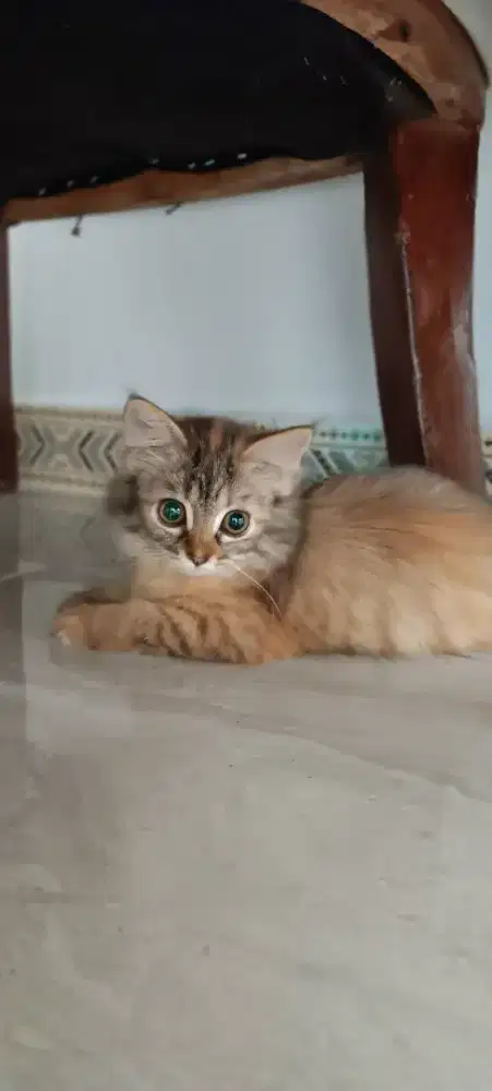 Kucing persia medium