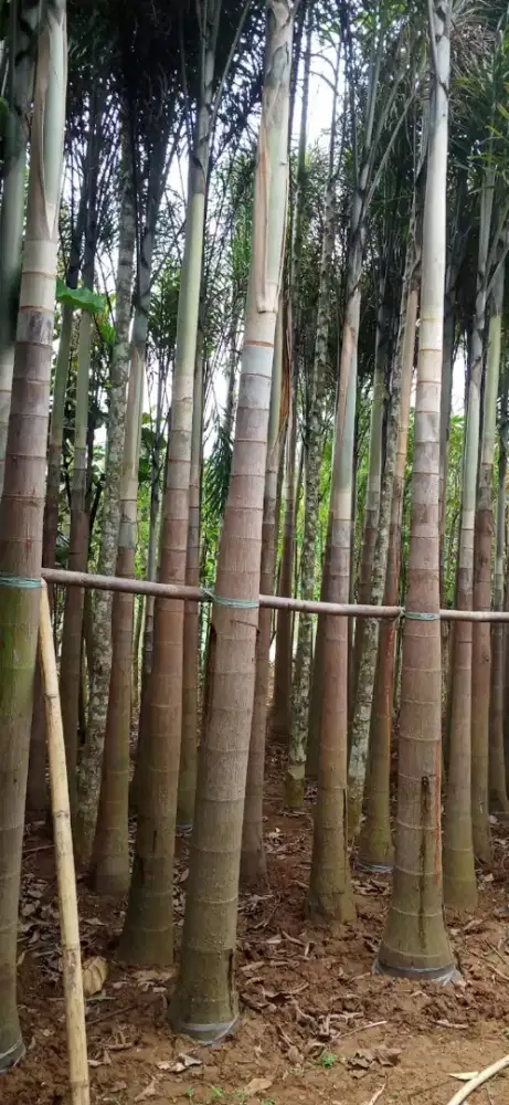 pohon palem,palem murah