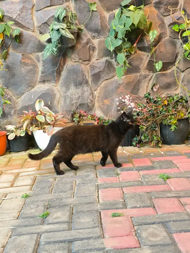 Kucing hitam scottish straight betina bisa pedigree atau non ped