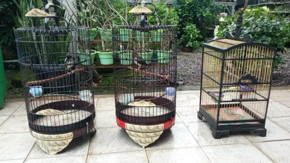 Anis kembang lepas trotol bersertifikat, Fullset.