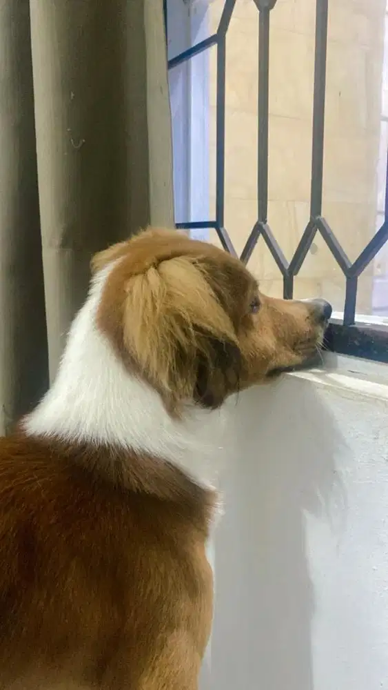 Jual Anjing ras Mix Collie Border