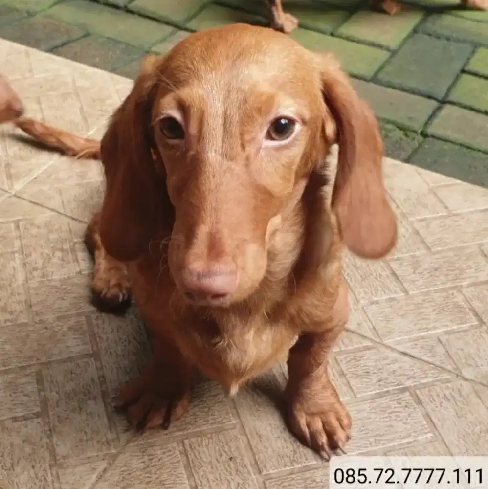 Anak anjing Tekel / Dachshund, semi longhair, jantan, minat serius WA