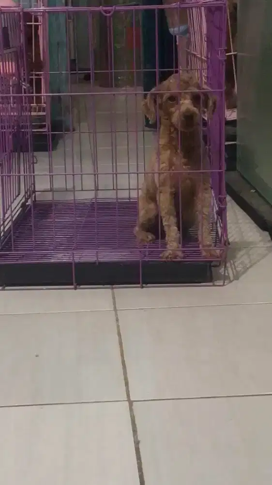 Poodle Betina 1 tahunan