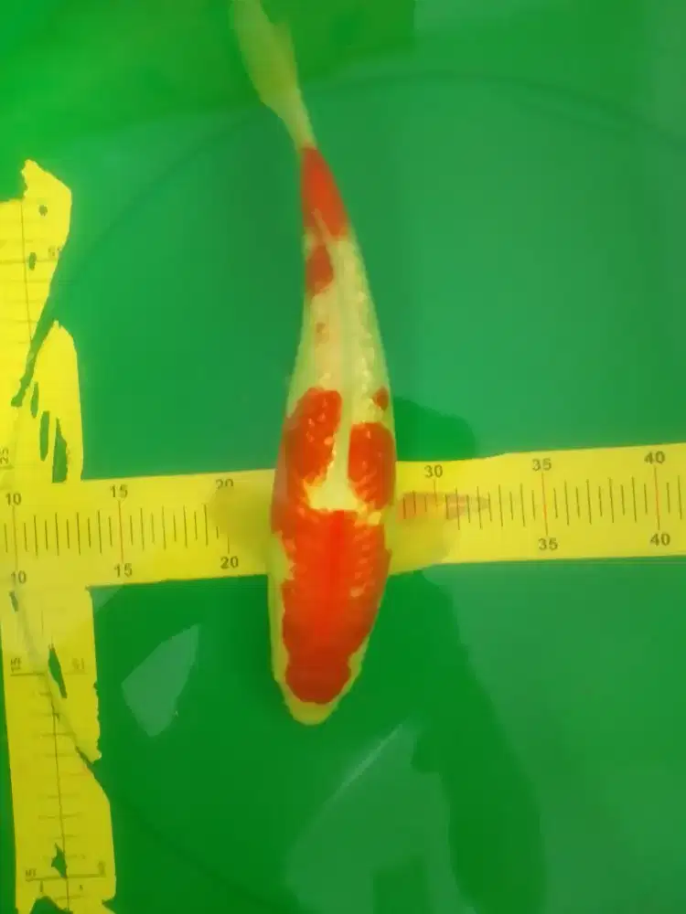 Ikan koi jenis Kohaku Ginrin 37cm HQ