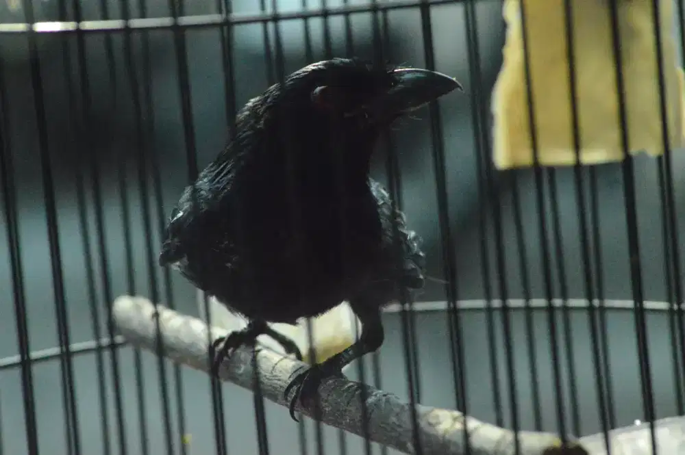 Srigunting Hitam setengah kopling